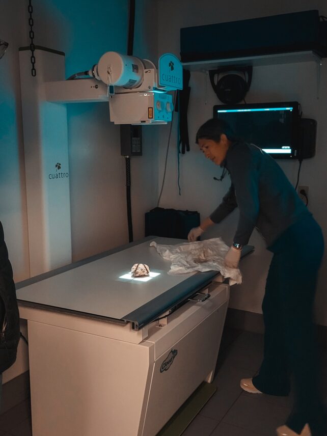 Woman in dark clothes stands beside X-ray machine where light is shining on the specimen.
