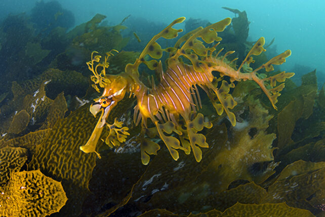 Leafy sea dragon drifting amongst kelp.