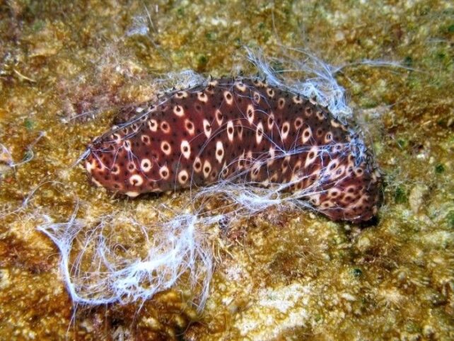 White spotted red sea cucumber with white tendrils out