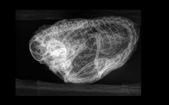 Sıkı bir top şeklinde kıvrılmış mumyalanmış sincabın röntgen görüntüsü.