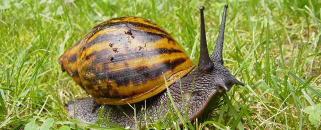 We've Been Eating a Mighty Prey For 170,000 Years, Says New Study: Giant Land Snails