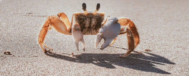 crab standing on the sand of a beach