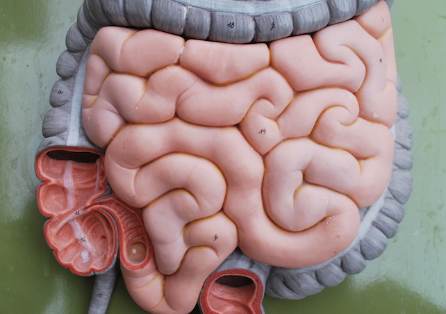 model of human intestines