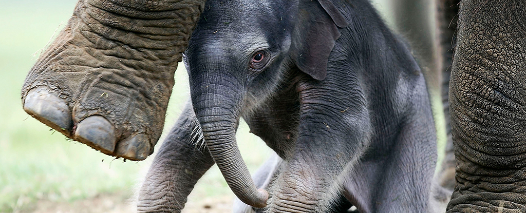 juvenile elephant
