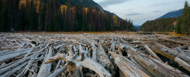 logam with forest and mountains in the background