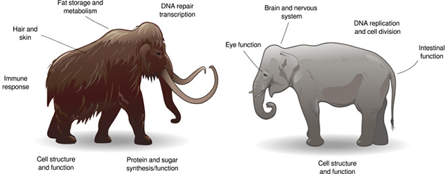 comparitive diagram of a mammoth and an elephant