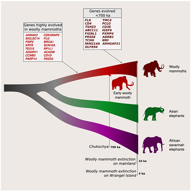 diagram of family tree of elephants and mammoths
