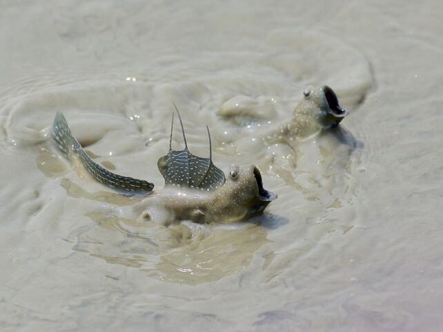 This Amphibious Fish May Hold The Secret to The Evolutionary