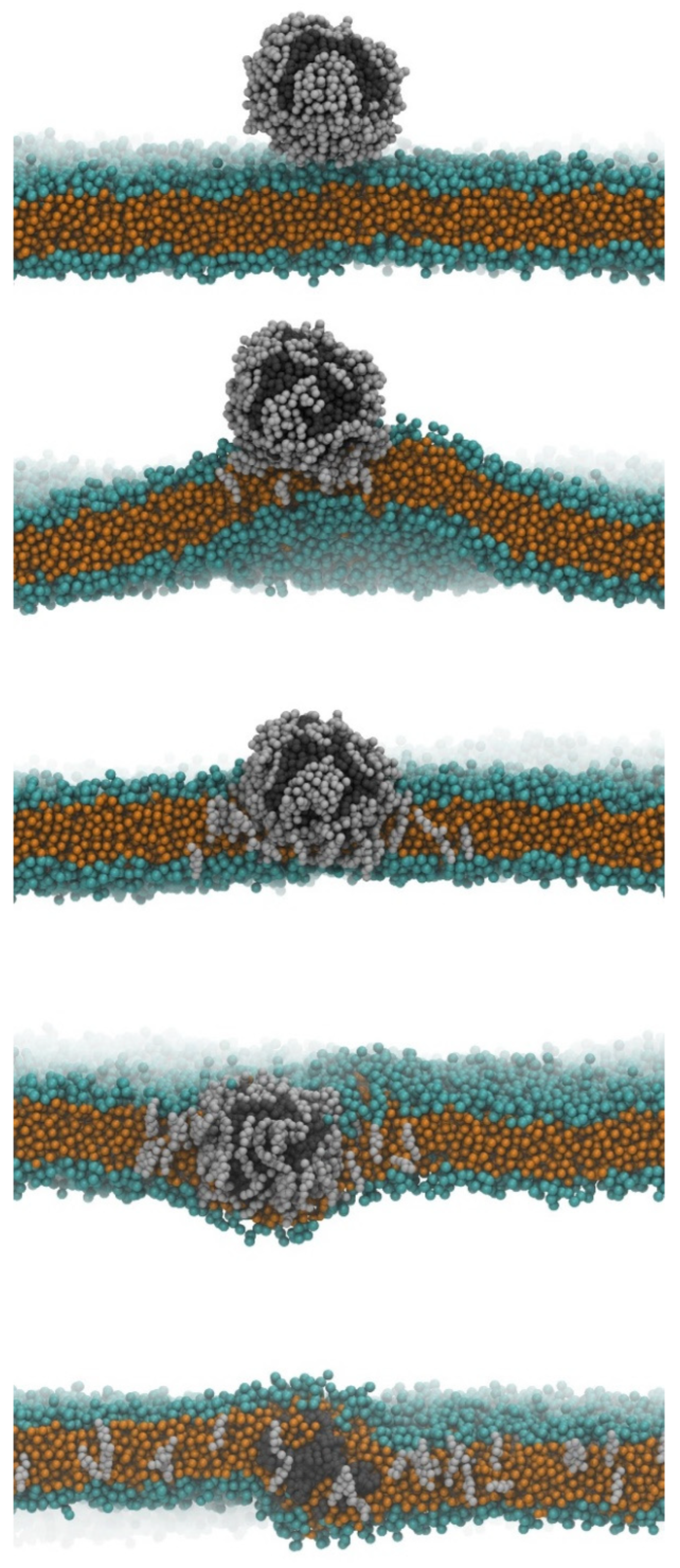 Simulations de particules de plastique en gris foncé et de molécules de cholestérol en gris clair traversant un modèle de barrière hémato-encéphalique bicouche de molécules orange et vertes. 