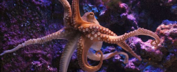 There's a Big Difference in How Octopuses And Squid Taste The World