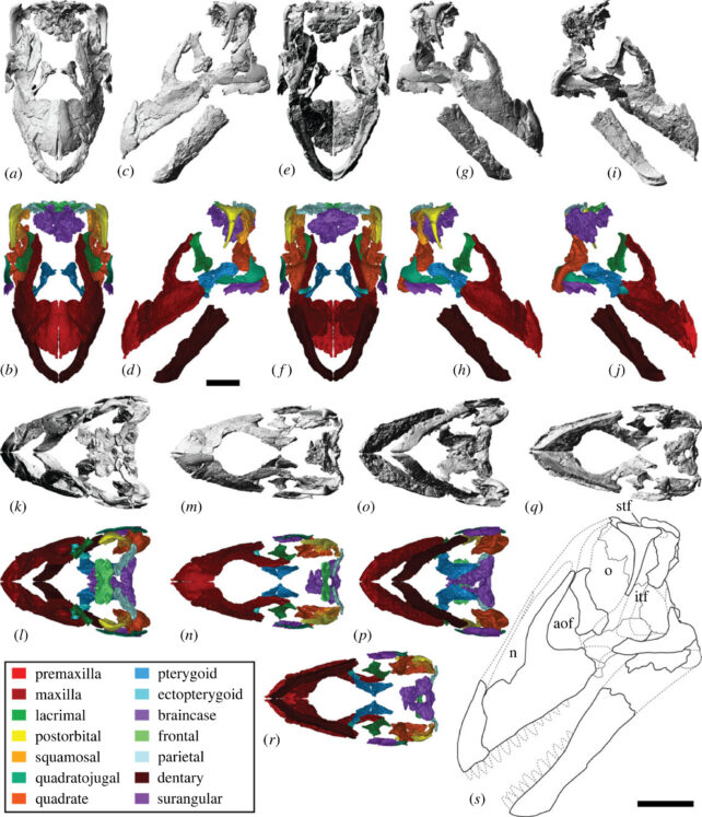 Diamantinasaurus matildae reconstructed skull, shown from multiple angles in sketches and colored sections. 