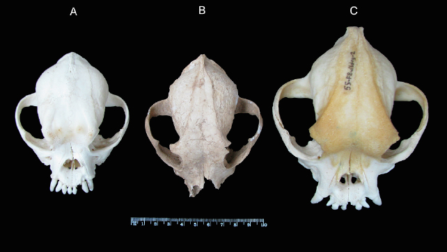 three skulls of snub-nosed dogs