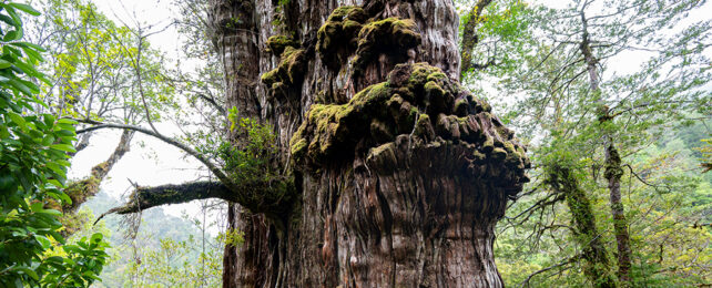 gnarled trunk of the world's oldest tree in chile