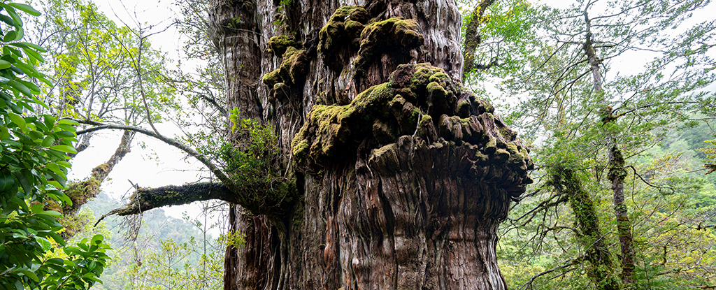 Un ciprés en Chile pronto podría batir el récord de árbol más antiguo del mundo: ScienceAlert