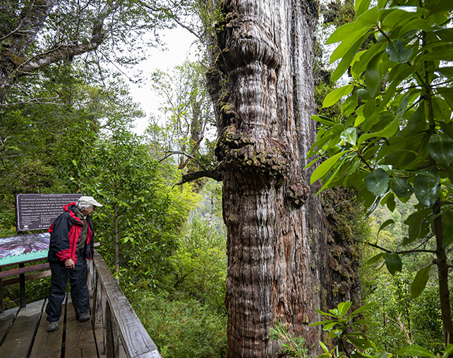 Un hombre se para en una plataforma y mira el tronco del árbol más antiguo del mundo.