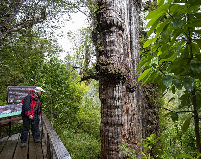 Man standing on a platform looking at the trunk of the world's oldest tree