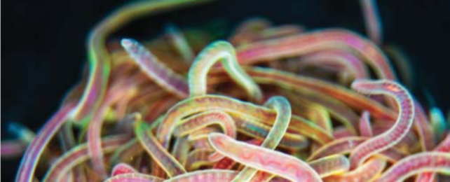 A blob or knot of entangled California blackworms