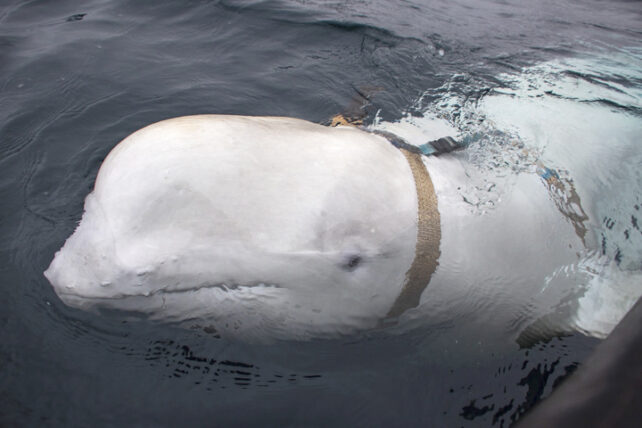 Beluga 'Spy' Whale