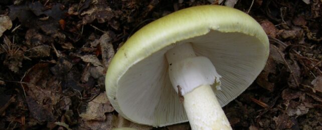 Amanita Phalloides Mushroom