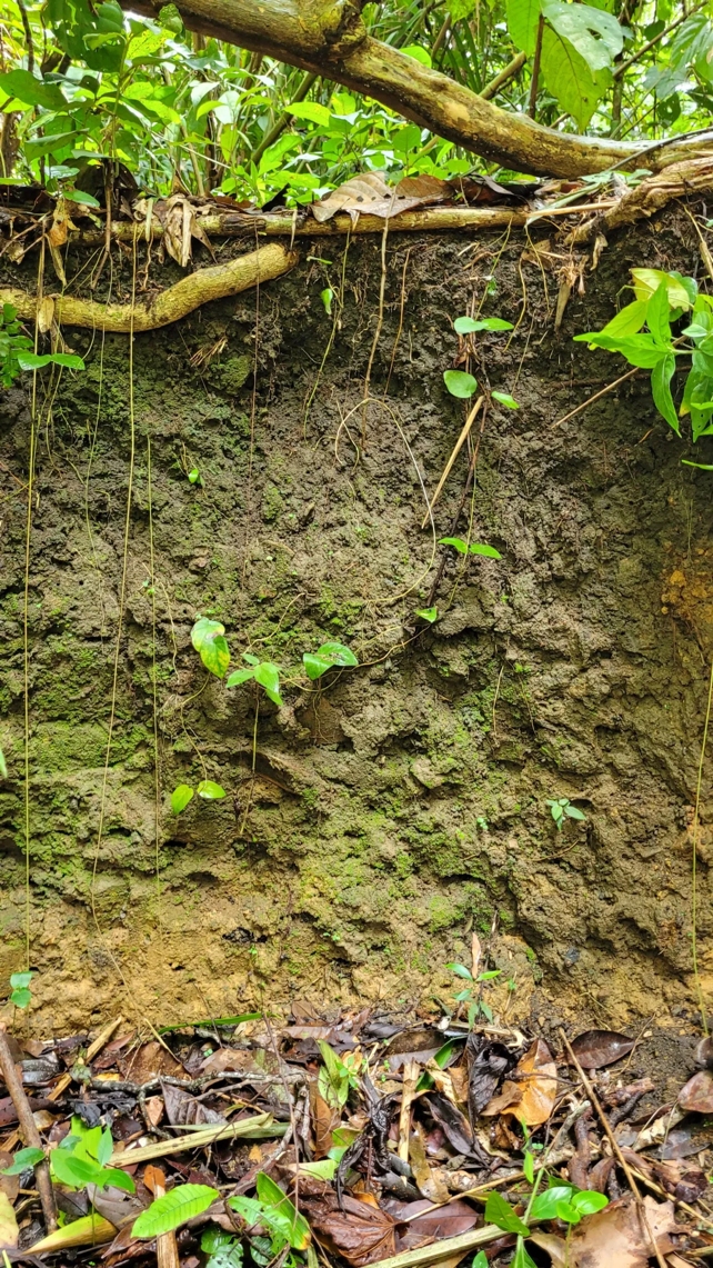 Amazon Dark Earth Soils