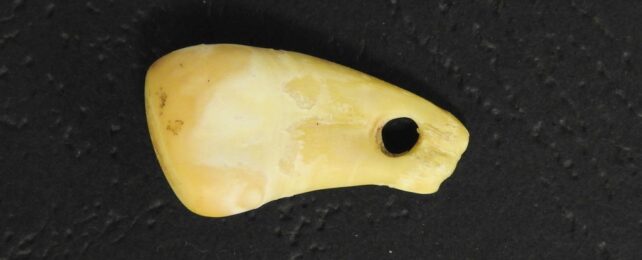 Ancient Deer Tooth Pendant