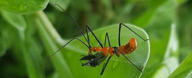 Close up of an assassin bug on a leaf holding some kind of prey.