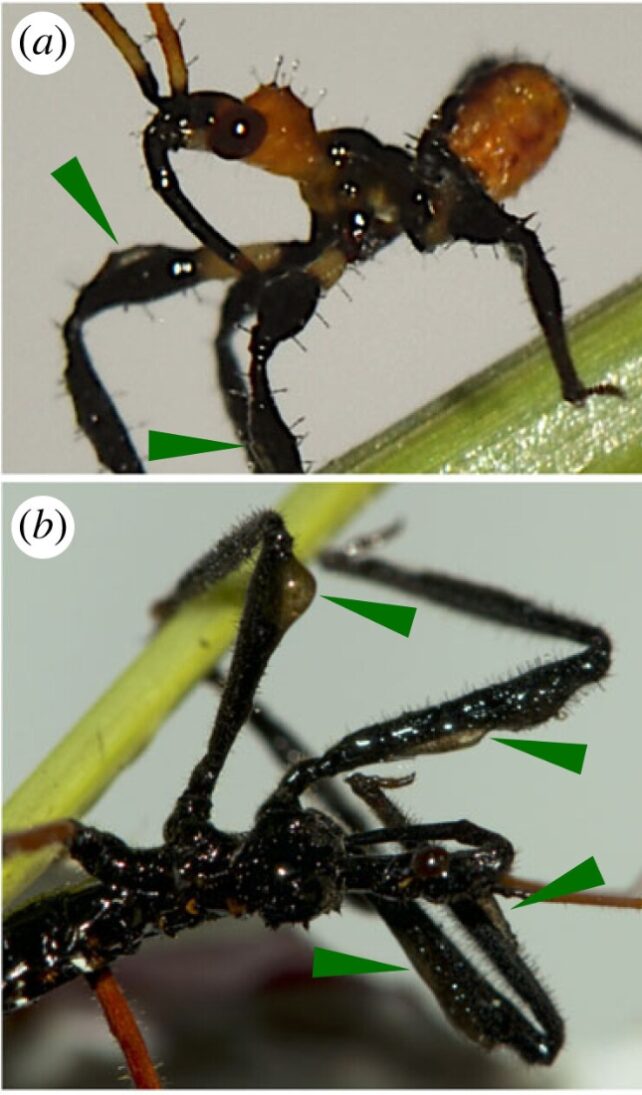 Close up images of a nymph and adult Gorareduvius collecting resin from spinifex leaves and applying it onto their forelegs.