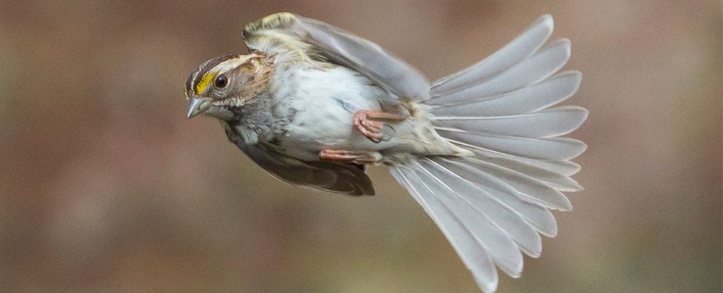 Los cerebros de las aves pueden detectar campos magnéticos con solo pulsar un interruptor : Heaven32