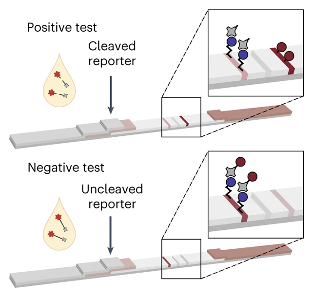 Cancer test