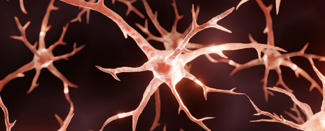 Brain neurons