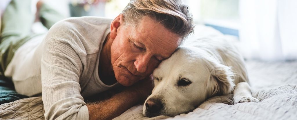 Perros con demencia muestran una curiosa similitud con humanos con alzhéimer : Heaven32