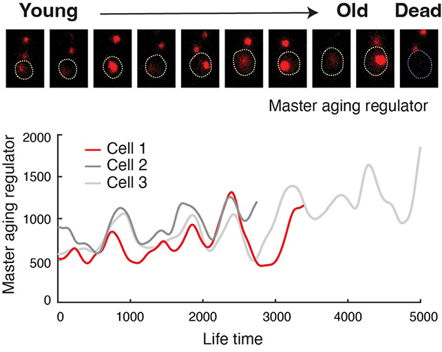 Cell chart