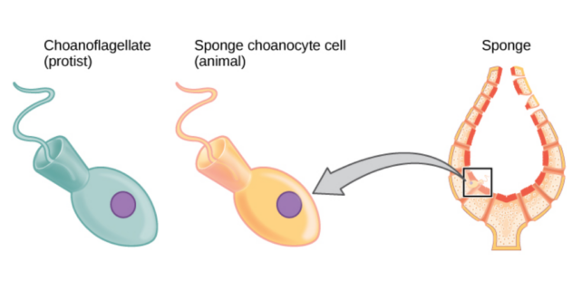 Diagram showing similarity between sponge cells and choanoflagellates