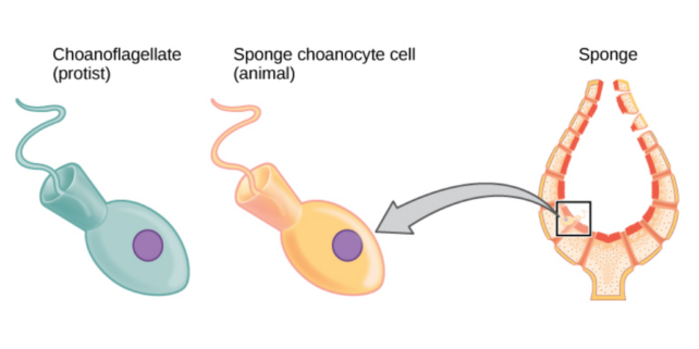 图表显示海绵细胞和choanoflagellates