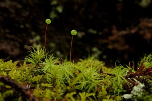 Moss with two long growths sticking out.