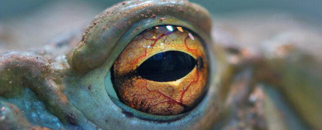 Close up of red streaked gold eye of a toad.