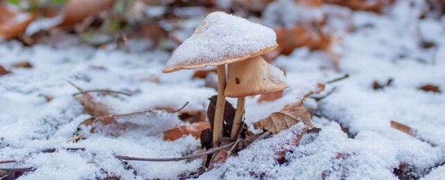 Mushrooms in the cold