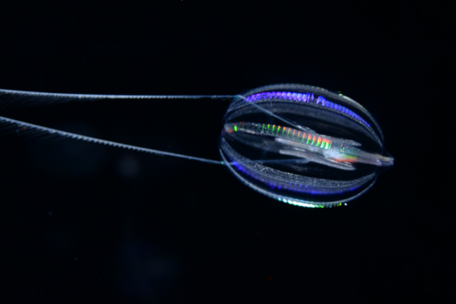 Translucent comb jellyfish with colorful iridescent highlights