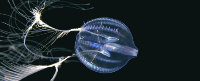 Close up of a comb jellyfish known as the sea gooseberry