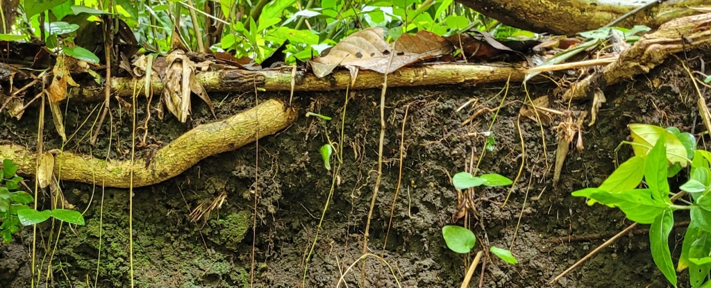 „Ciemna ziemia” pogrzebana w przeszłości Amazonii może pomóc ocalić jej przyszłość: ScienceAlert