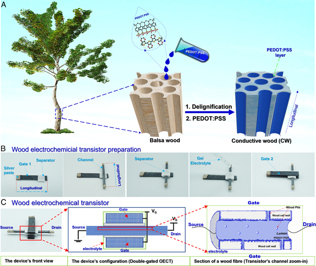 Diagram showing the process for creating a "wood transistor".