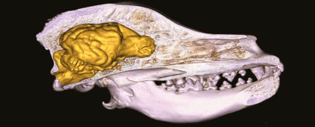 Dog Brain Reconstruction