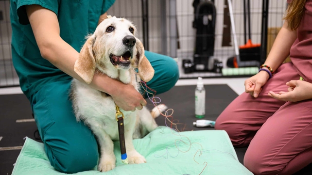 Dog In Experiment On Bed