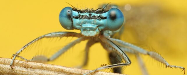 A close up of a dragonfly's face in blue against a yellow background.
