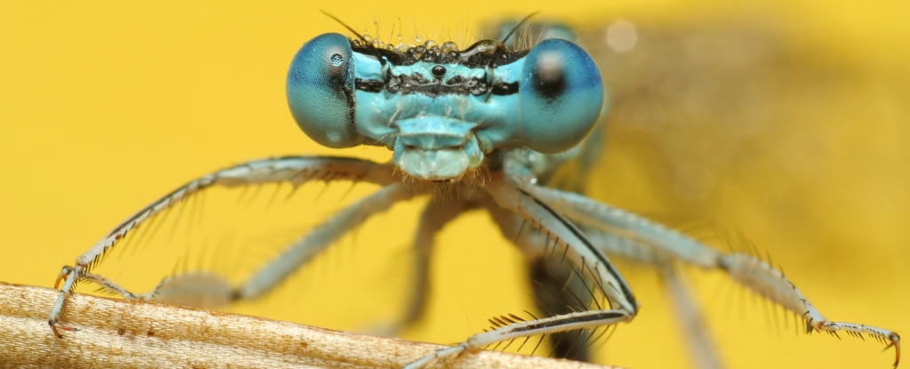 Er leven verrassend weinig insecten in de oceaan, en misschien weten we eindelijk waarom: ScienceAlert