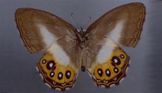 kanatlarında şeffaf organge, siyah ve beyaz eşmerkezli benekler bulunan Euptychiina kelebeği görüntüsü