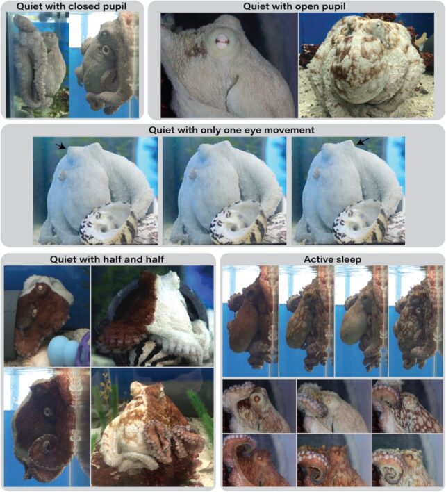 Multiple full color images of Octopus insularis