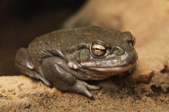Gold eyed grey-green toad