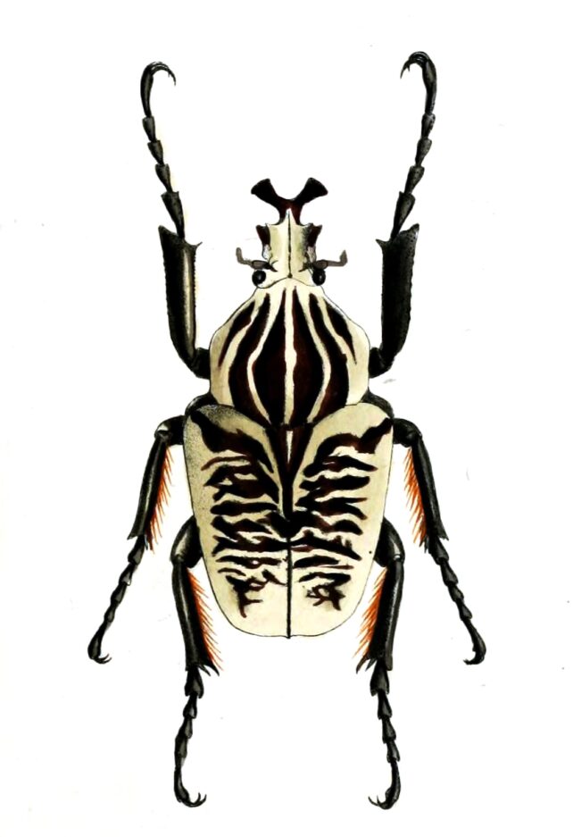 Large fancy patterned black and white beetle.