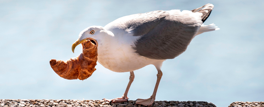 A gull tries to steal a croissant.